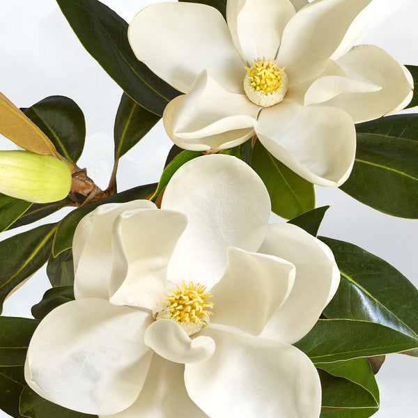 C0011 Magnolia.