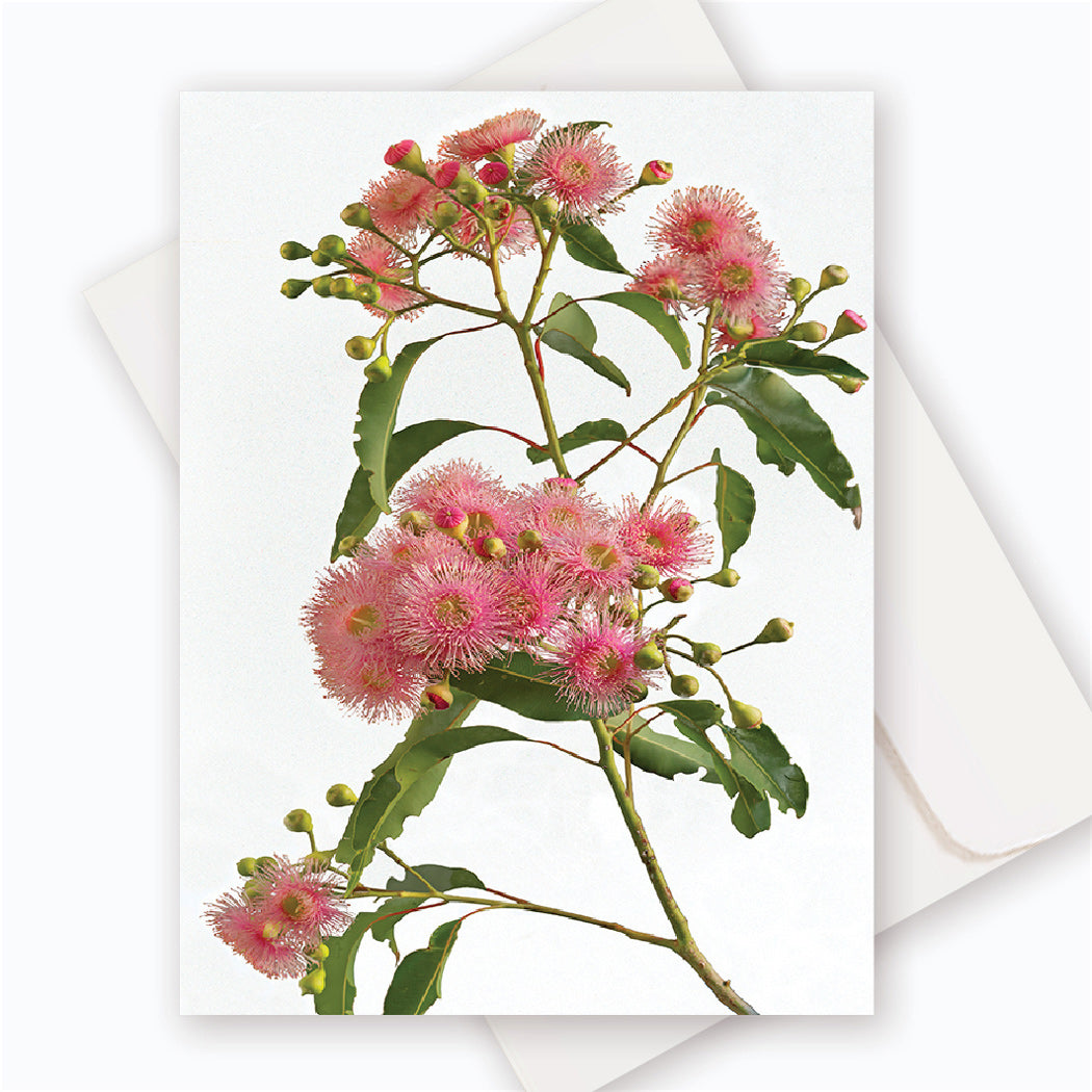 Australian wildflower greeting card. Pink Marri Corymbia Calophylla.  Contemporary design. Premium quality. 14x18cm.