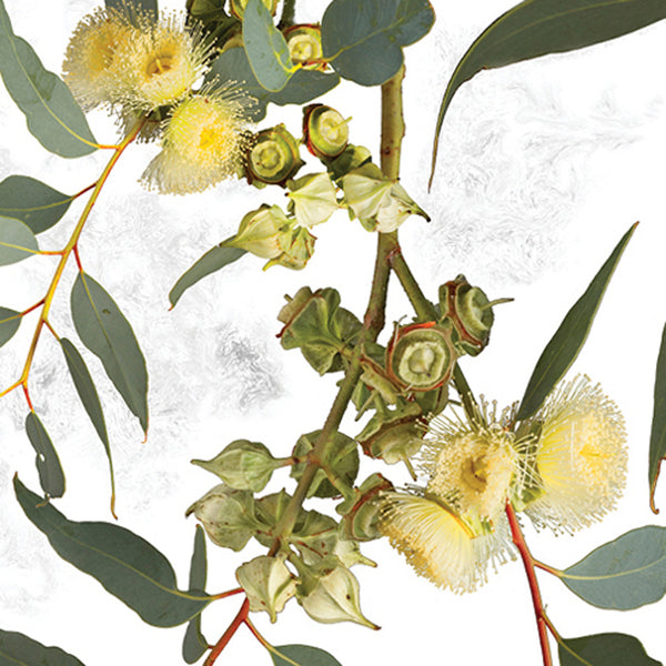 C0016 Thick Leaved Mallee.