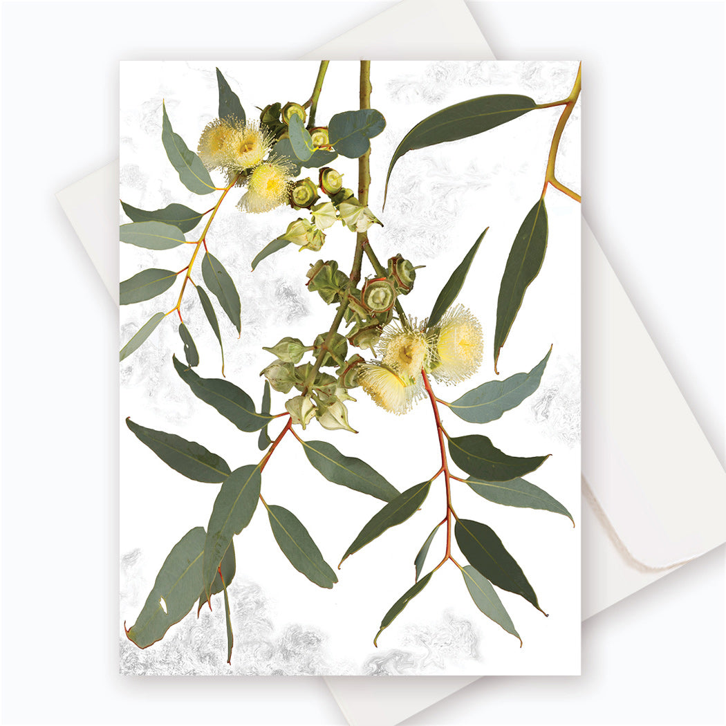 C0016 Thick Leaved Mallee