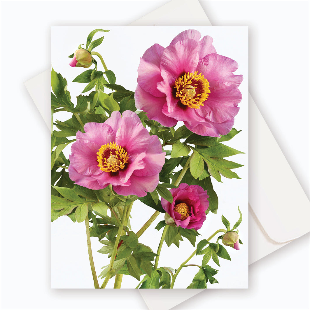 C0022 Peony Magical Mystery Tour