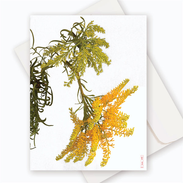 C0024 West Australian Xmas Tree.