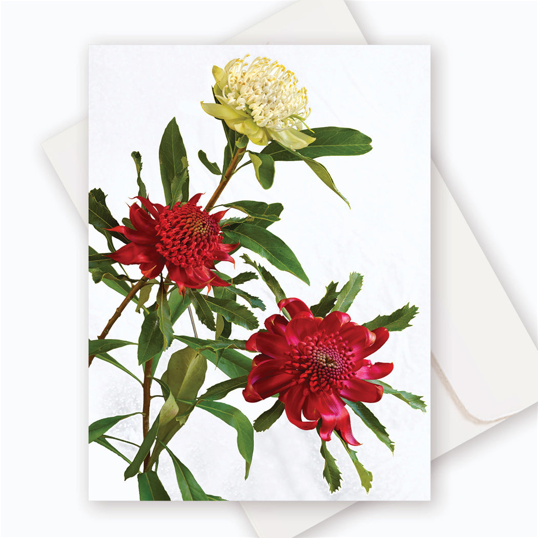 C0028 Waratah.