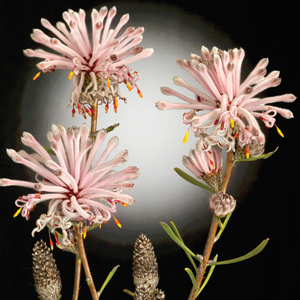 Australian Wildflower Pack F : 8 card boxed set $39.95.