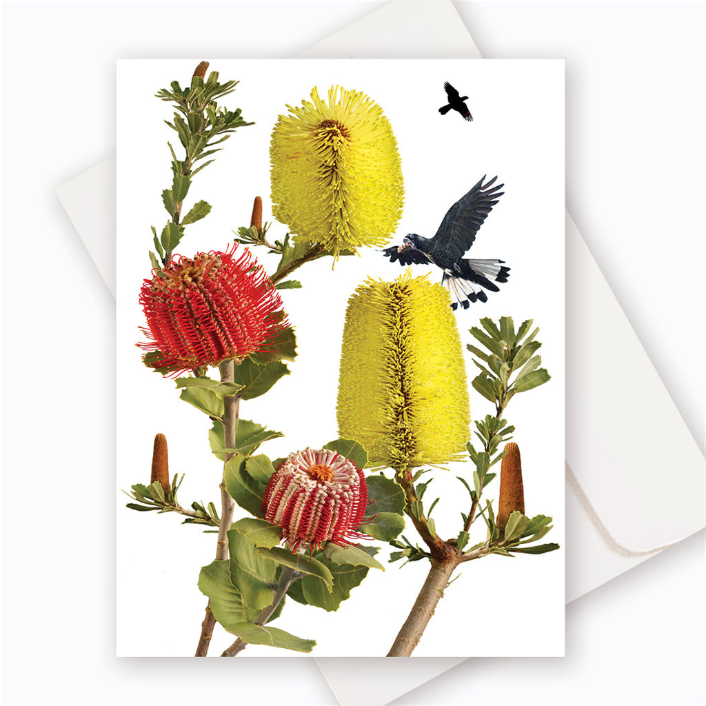 C0033 Albany & Cut-leaf Banksias.