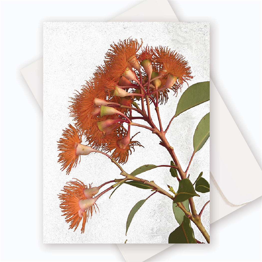 C0034 Albany Red Gum #2.