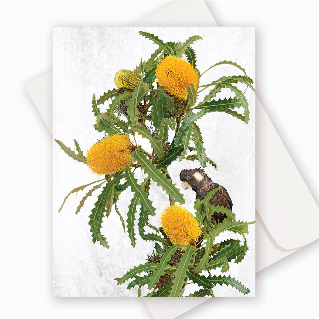 C0035 Ashby's Banksia #2.