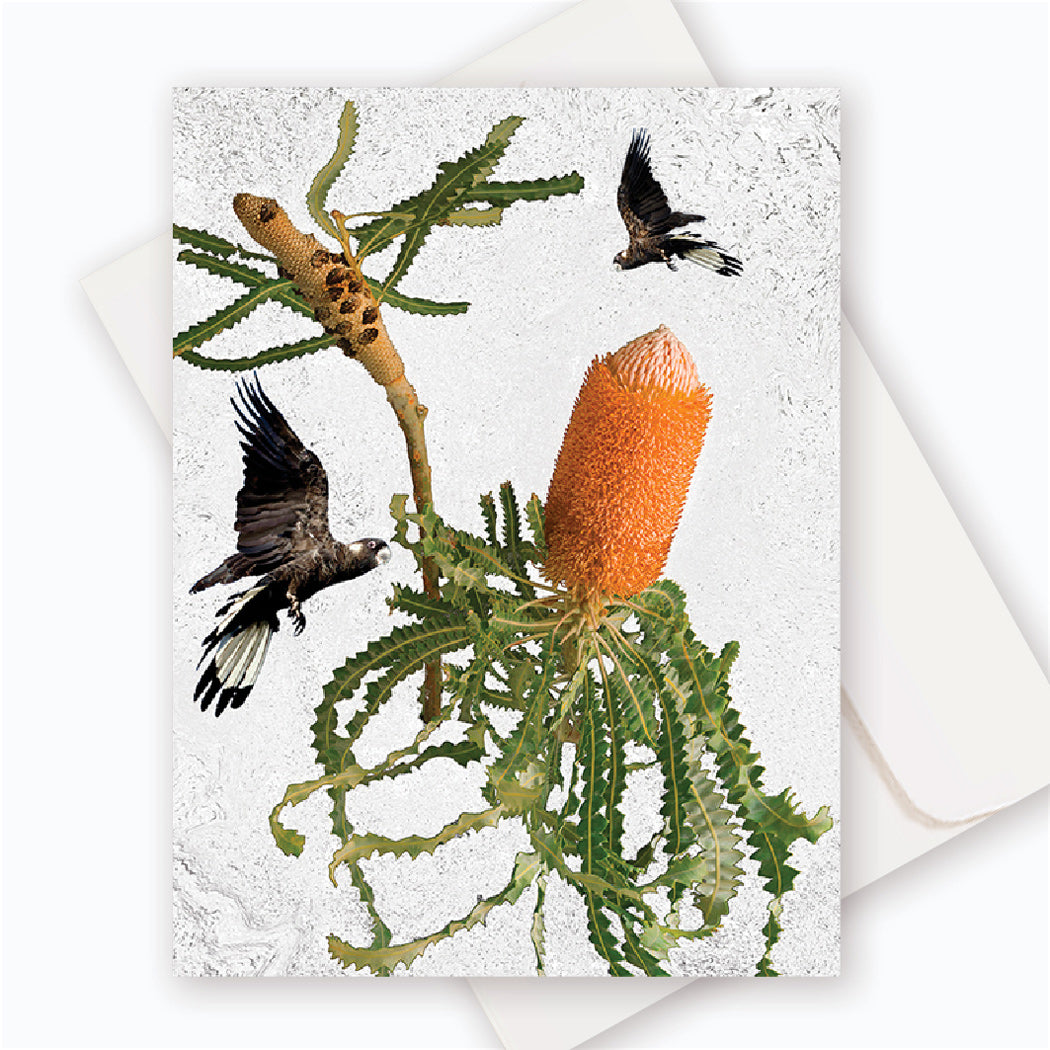 C0036 Acorn Banksia.