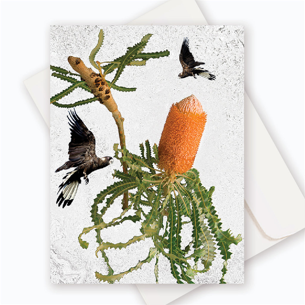 C0036 Acorn Banksia.