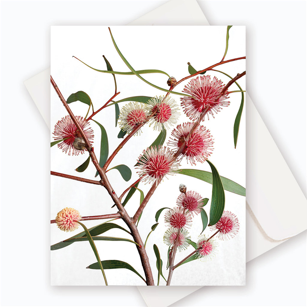 C0042 Pin-cushion Hakea.