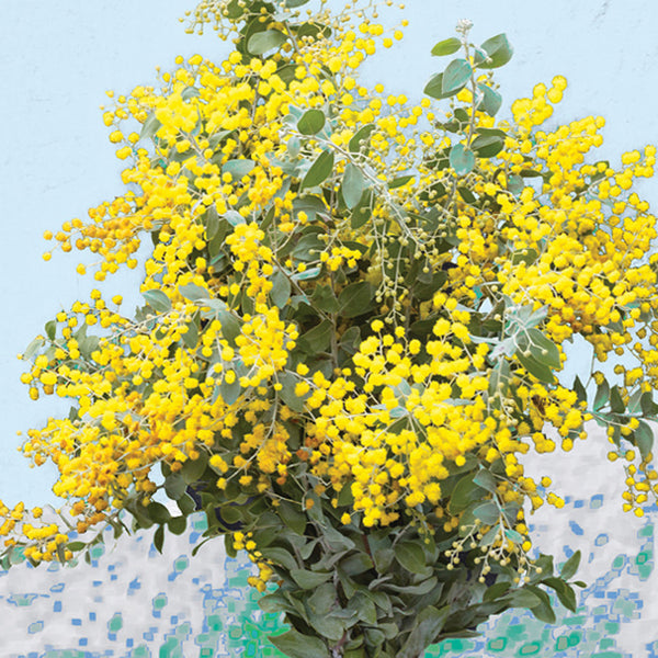 C0044 Silver Wattle.
