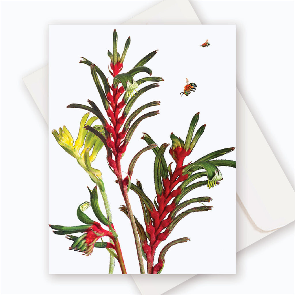 C0048 Kangaroo Paw.