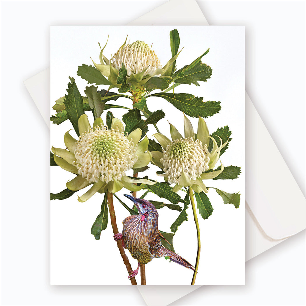 C0049 Waratah.