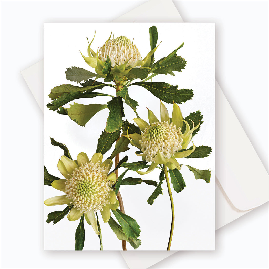 C0049 Waratah.