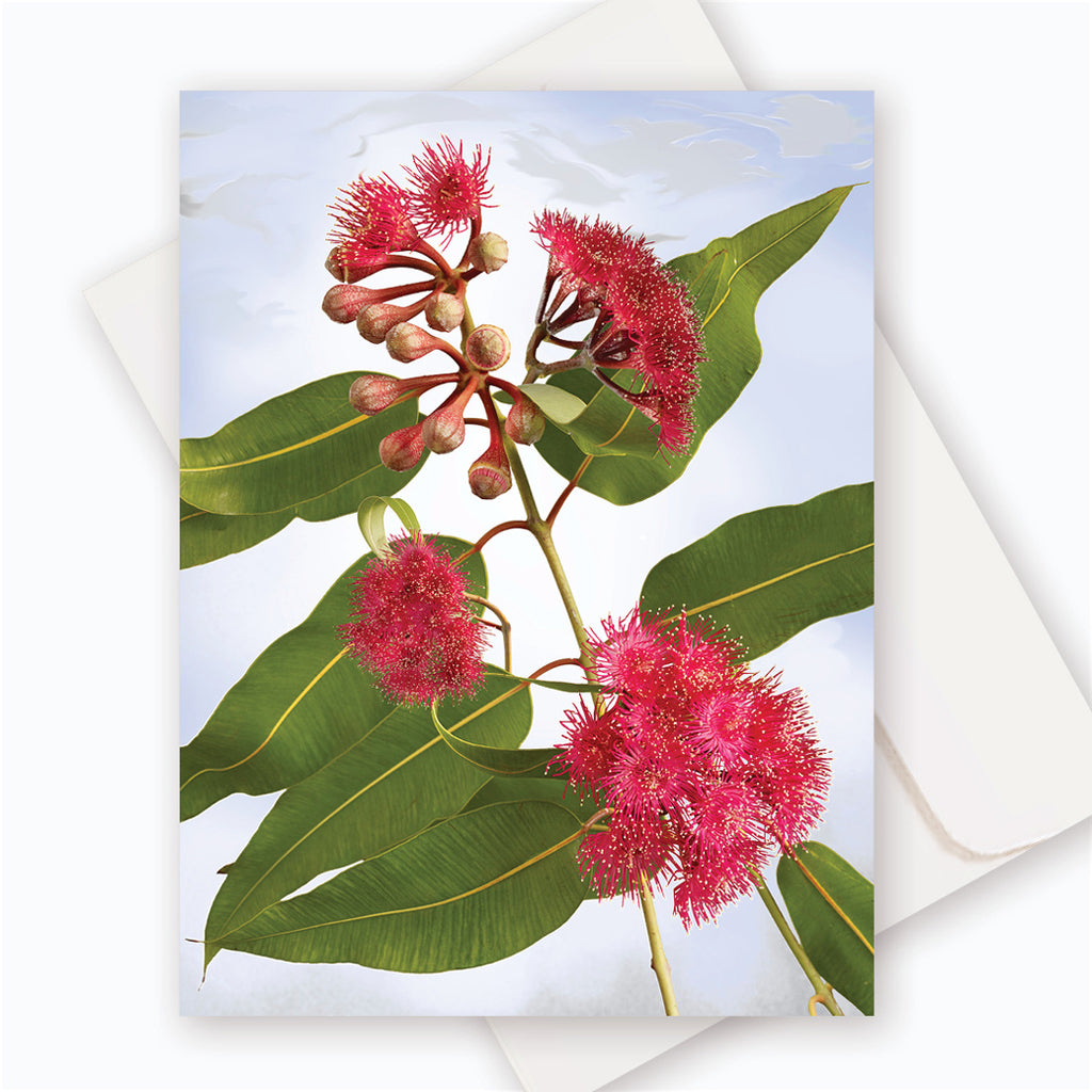 C0052 Swamp Bloodwood.