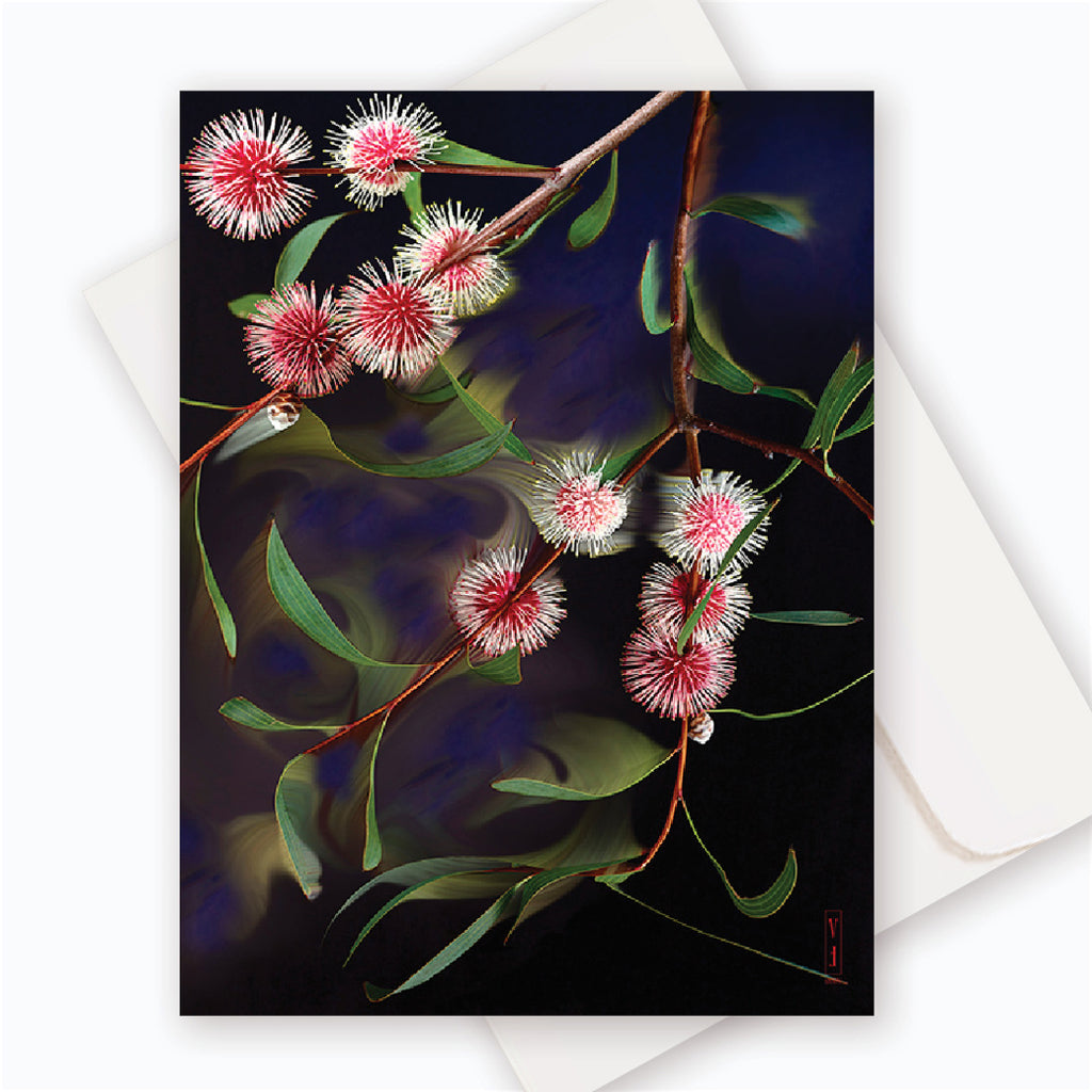 C0054 Pin-cushion Hakea (B).