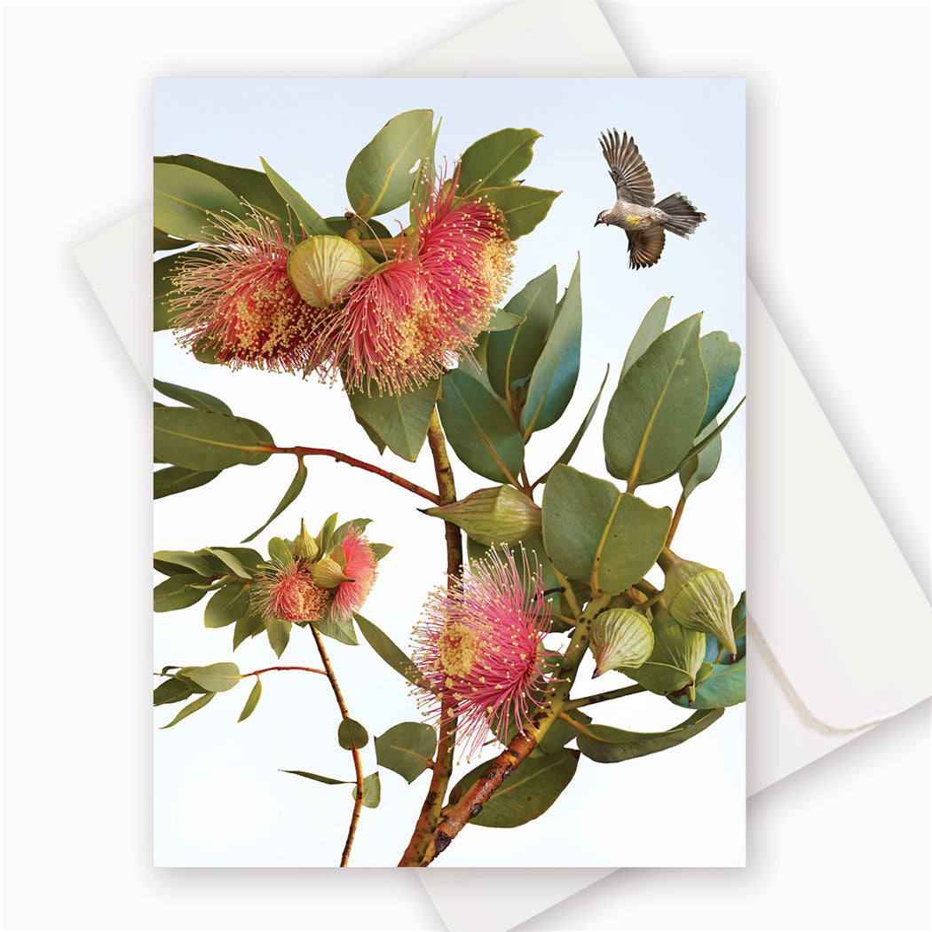 C0055 Eneabba Mallee.