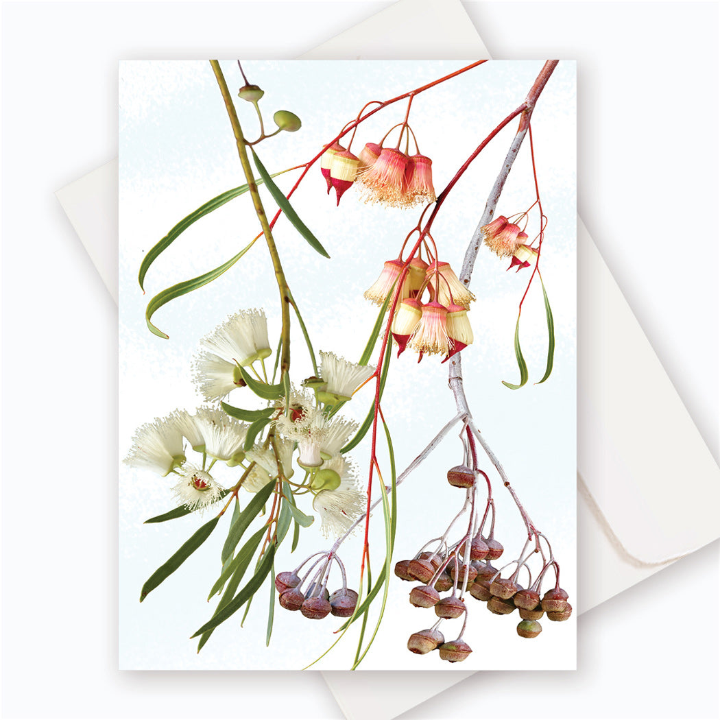 C0058 Jingymia Mallee.