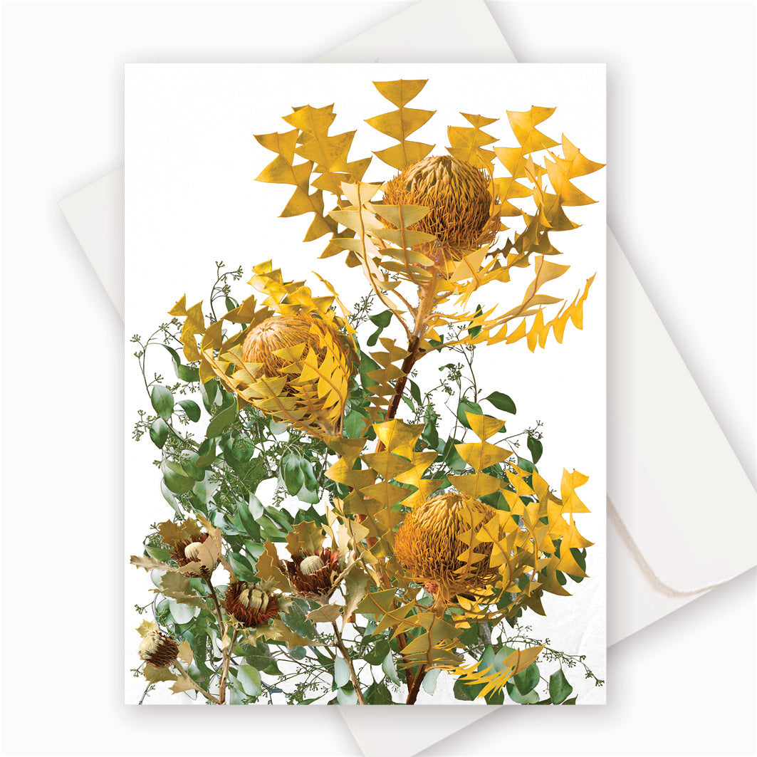 C0060 Bird's Nest Banksia.