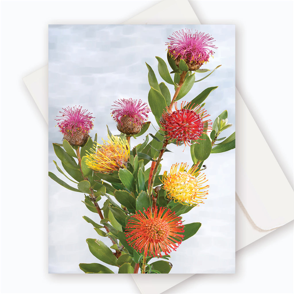 C0063 Leucospermum / Isopogon.