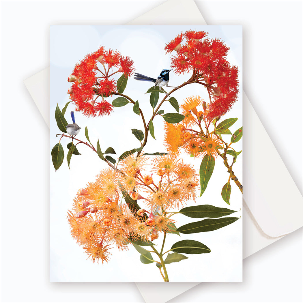 C0064 Albany Red Gums.