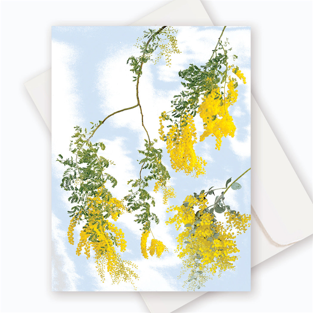 C0066 Cootamundra Wattle.