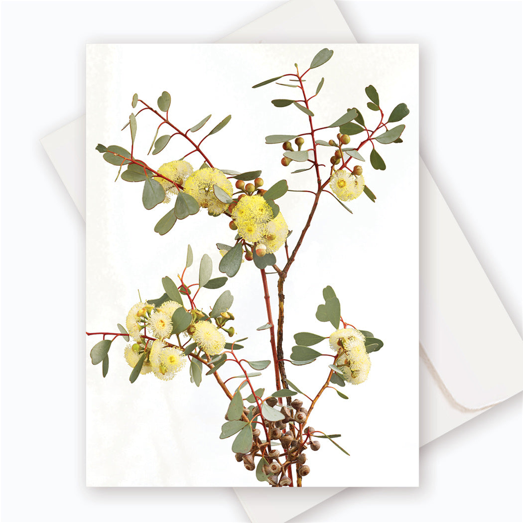 C0068 Heart-leaf Mallee.