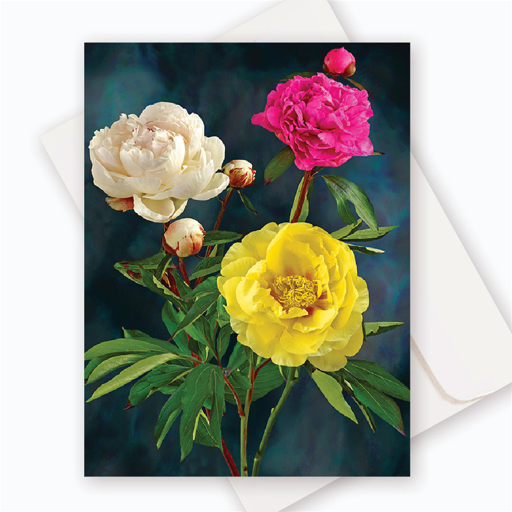 C0010 Peonies Shirley Temple & Dr. Fleming