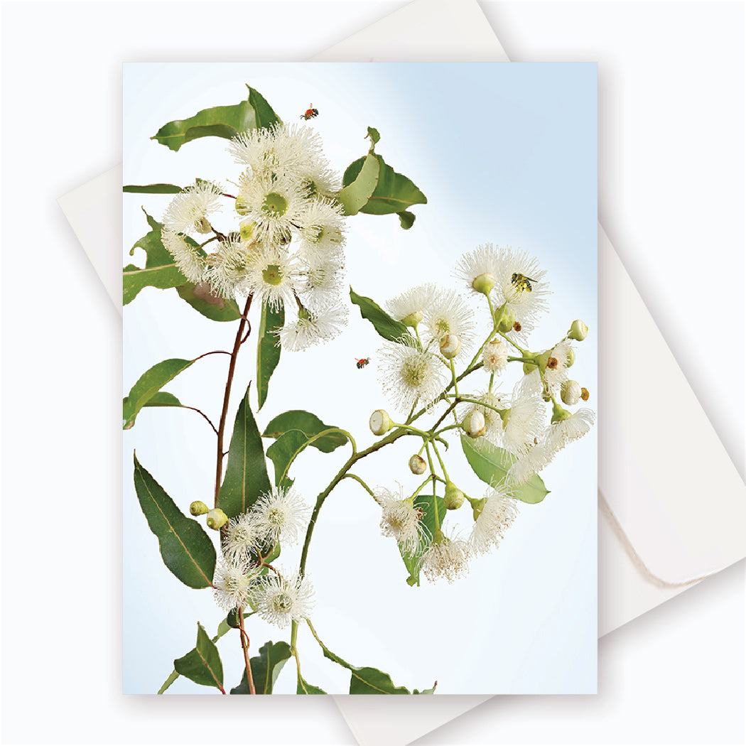 C0025 White Marri