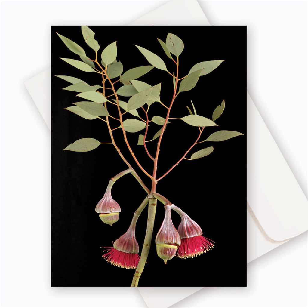 C0067 Pear-fruited Mallee.