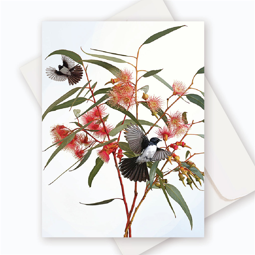 C0071 Coolgardie Gum.