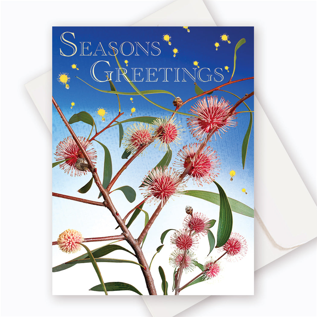 X005SG: Pin-Cushion Hakea (B).