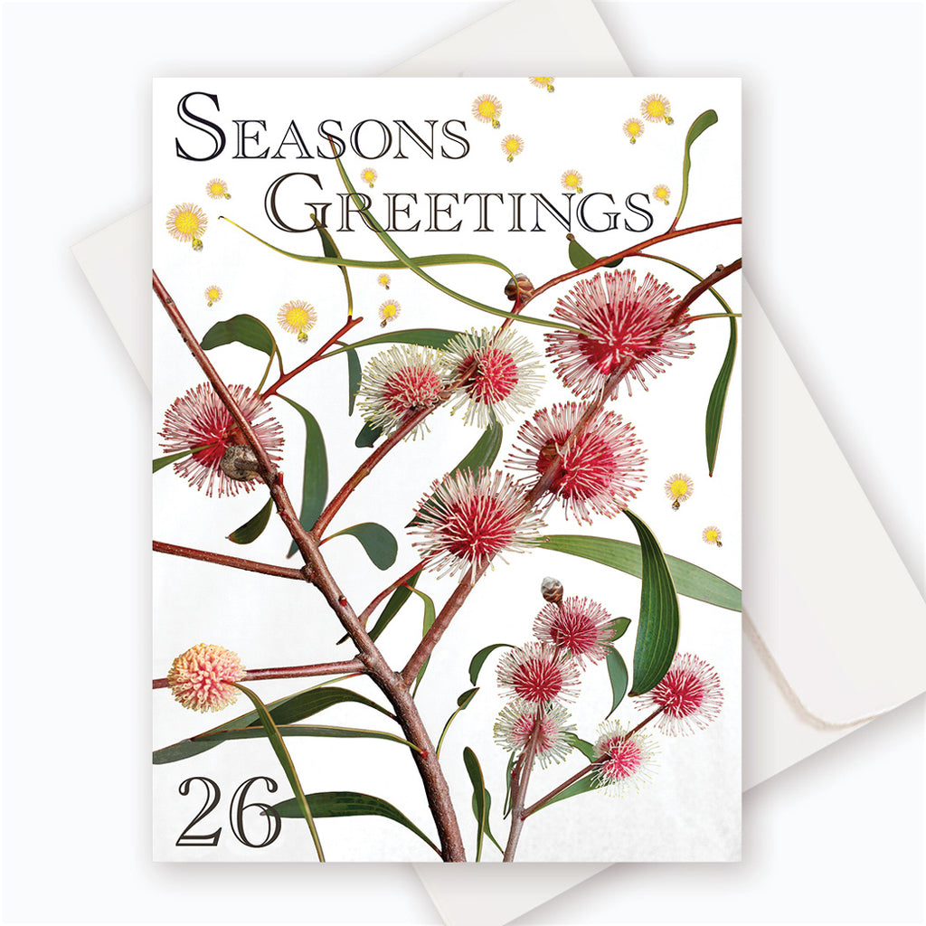 X005SG: Pin-Cushion Hakea.